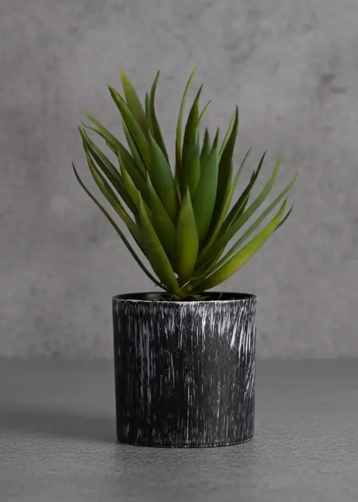 Aloe Slim Suculenta