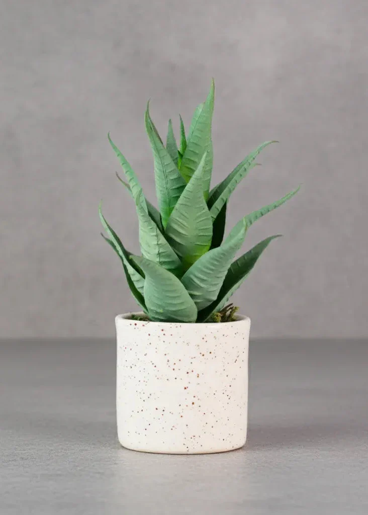 Aloe Exuberante Suculenta