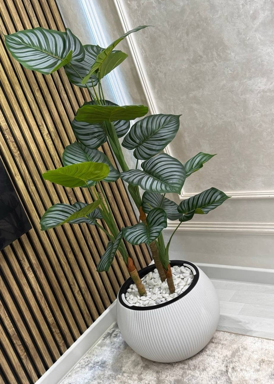 Calathea Orbifolia em Vaso