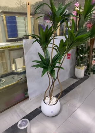 Árvore de Dracaena Fragrans